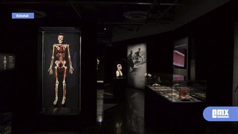 Inauguran la exposición Body Worlds en el museo de la UA El Mexicano