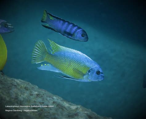 Labeotropheus Fuelleborni Malawi Cichlidycz