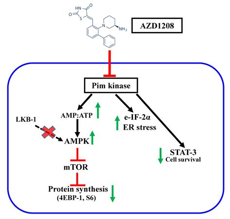 Ijms Free Full Text Azd A Pan Pim Kinase Inhibitor Has Anti