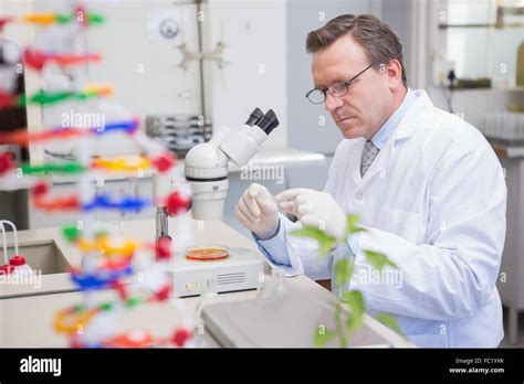 Scientist examining petri dish with microscope Stock Photo - Alamy