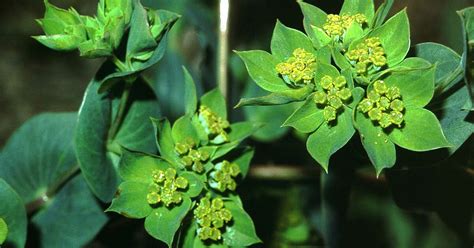 Rundblättriges Hasenohr Bupleurum rotundifolium Beschreibung Steckbrief