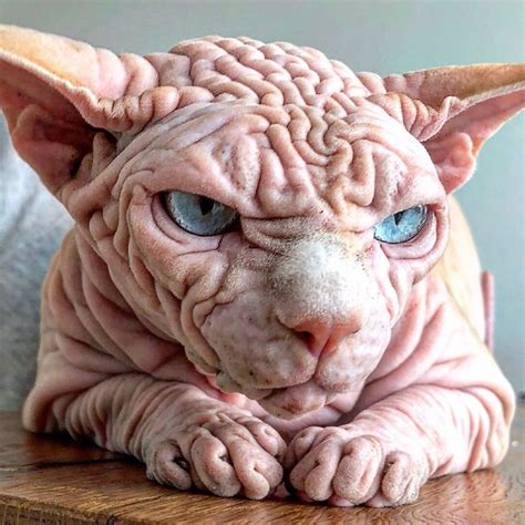 A Hairless Cat With Blue Eyes Sitting On A Wooden Table Looking At The