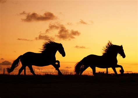 Black Beauty Beach Black Horse Black Stallion Image 633787 On