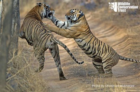 22 Amazing Tiger Facts Letstalktigers Wildlife Conservation Trust