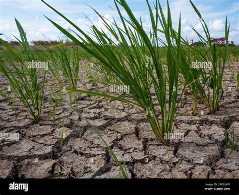 Parched And Drought Rice Field In Malaysia Rice Crop Failed And The