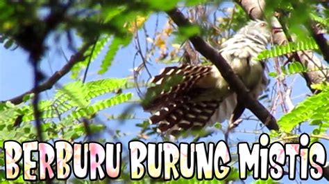 Berburu Burung Kedasih Emprit Gantil Sirit Uncuing YouTube