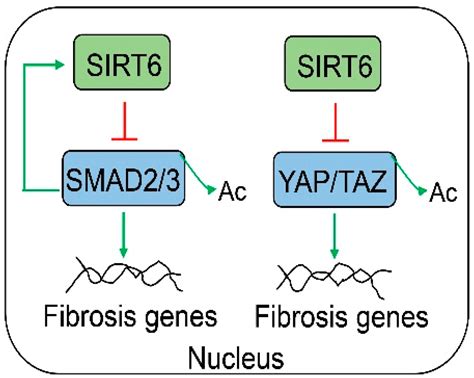 Cells Free Full Text Sirtuin A Key Regulator Of Hepatic Lipid