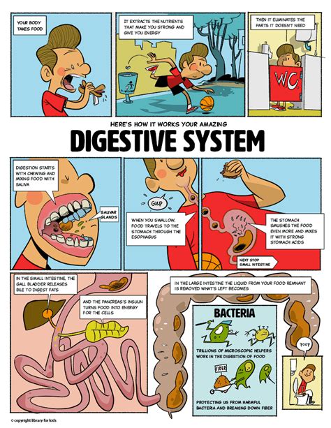 Your Amazing Digestive System - Library For Kids