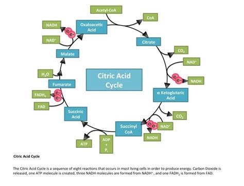 Citric acid cycle importance, definition, steps, products, location and inhibitors | Science online