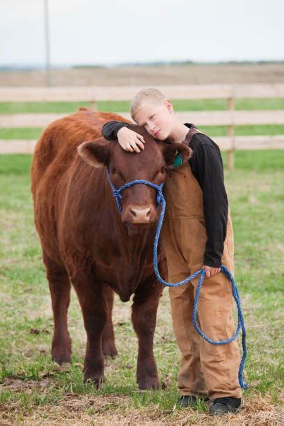 Cow Hug Stock Photos Pictures And Royalty Free Images Istock