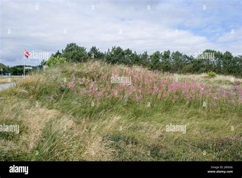 Landscape of Jutland, Denmark Stock Photo - Alamy