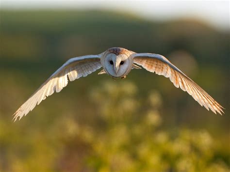 Barn Owl Bird Facts (Tyto alba) | Bird Fact