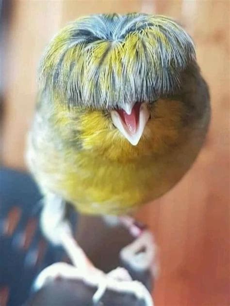 Pin By Sylvie Leone On Oddities Most Beautiful Birds Canary Birds