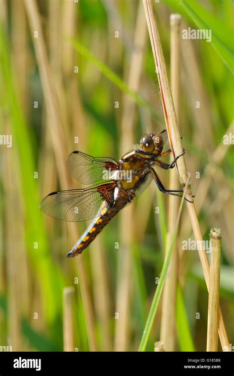 Broad Bodied Chaser Libellula Depressa Dragonfly Insect British Uk