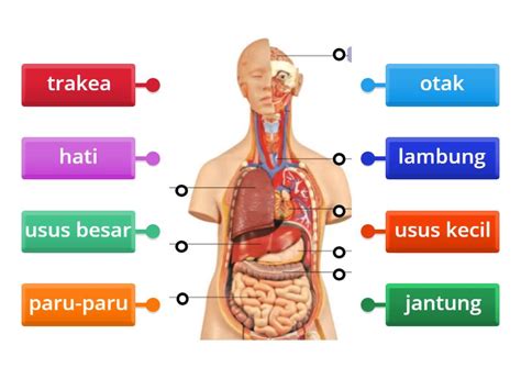 kedudukan organ  sistem tubuh manusia labelled diagram