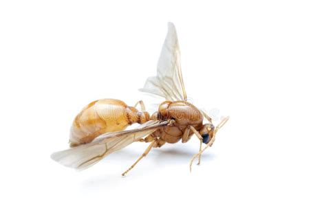 Subterranean Ants , Flying Ants on White Background. Stock Image - Image of formicidae, nature ...