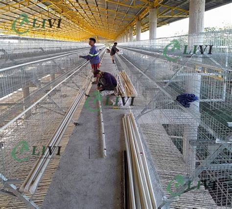 A Type 96 Birds Hens Galvanized Egg Laying Cages For Chicken Farming