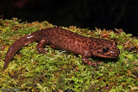 Something To Care For Images Of Different Types Of Salamanders