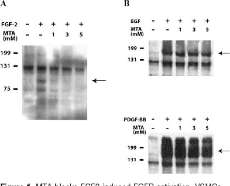 Figure From Heparan Sulfate Proteoglycans Function As Receptors For