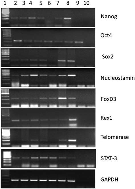 Expression Pattern Of Pluripotent Markers In Developmental Stages Of