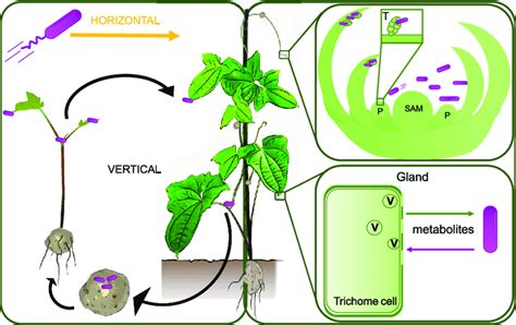 Schematic Of O Dioscoreae Transmission And Functional Predictions D