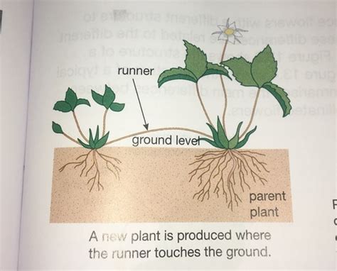 Asexual Reproduction In Plants Flashcards Quizlet