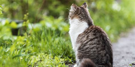 Arthrose chez le chat causes symptômes et traitement Cats