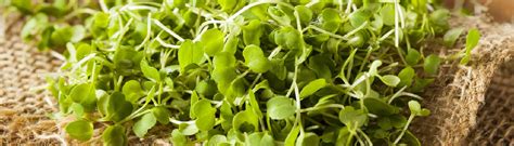 Microgreen From Seeds To Harvest Urban Farmer Seeds