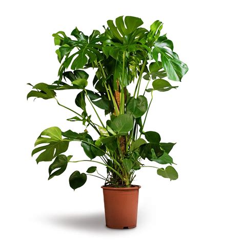 Monstera Deliciosa Swiss Cheese Plant Moss Pole Hortology