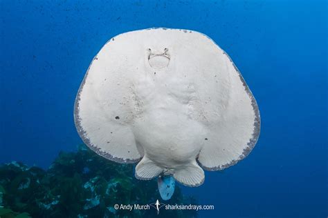 pacific torpedo ray  sharks  rays