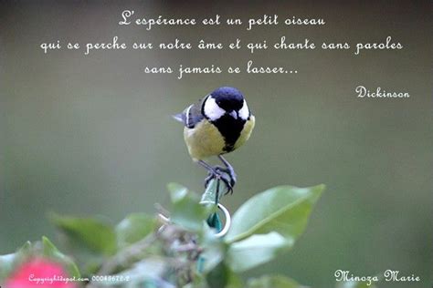 Esperance Petit Oiseau Belle Pens E Pensee Du Jour Citation Oiseau