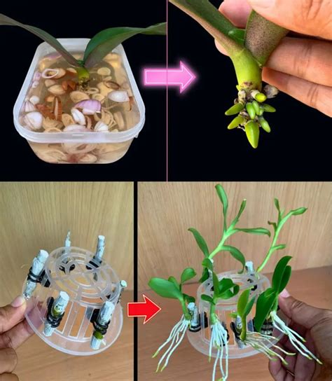 El Truco Del Jugo De Lim N Para Revivir Y Florecer Tus Orqu Deas