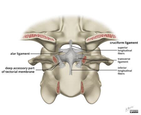 Atlanto-axial Joint - WikiMSK