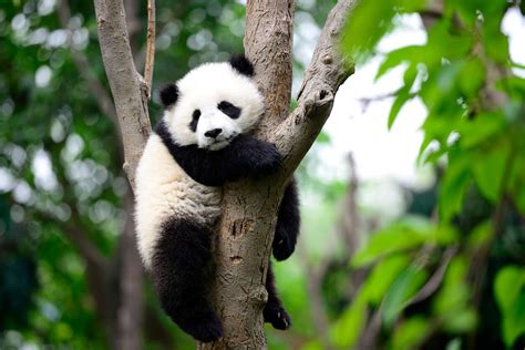 Le Panda Une Esp Ce Vuln Rable L Extinction Mais Plus En Voie De