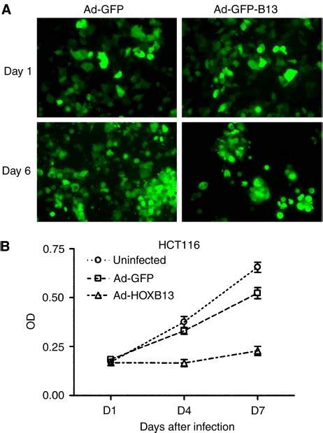 Hoxb13 Inhibits The Proliferation Of Hct116 Colon Cancer Cells A