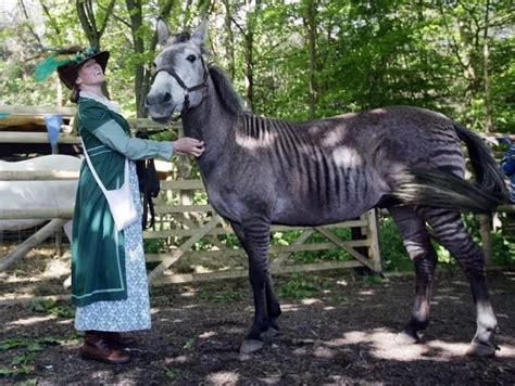 Meet The Zorse Zebra Crossed With Horse Is The Only Animal Of Its Kind