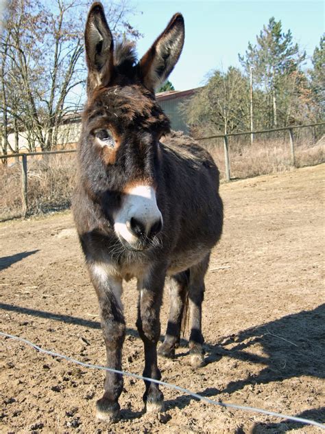 Esel Donkey Ein Hausesel Im Tierpark Sommerhausen A Don Flickr