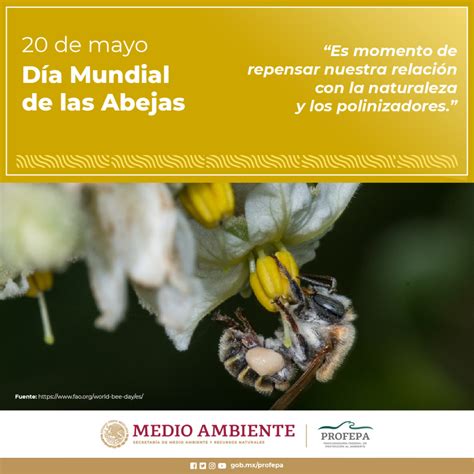 D A Mundial De Las Abejas Revista Bocetos