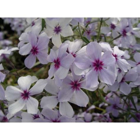 Vlambloem Floks Phlox Divaricata Chattahoochee Vaste Planten