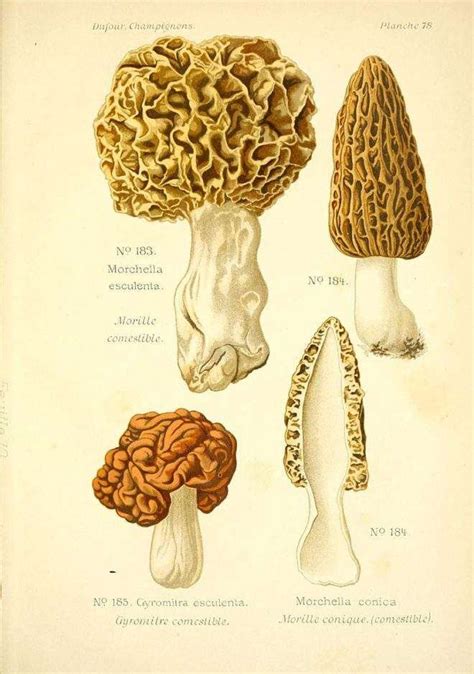 How To Identify Morels Rebecca Lexa Naturalist