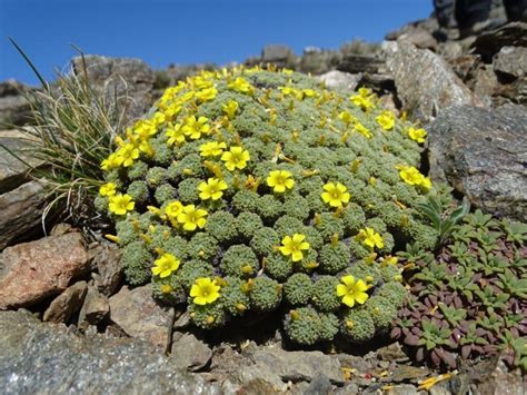 Biologist identifies 550 species of flora in Patagonia