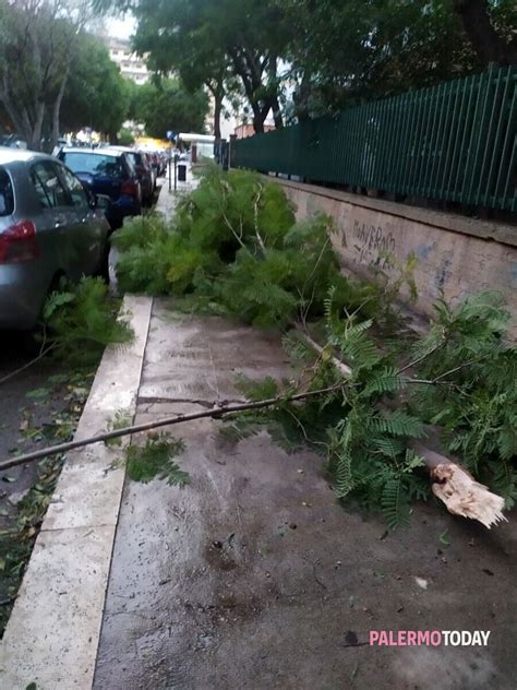 Ramo Si Spezza E Cade Sul Marciapiede Accanto Alla Virgilio Marone La