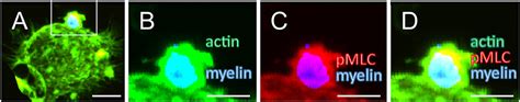 Frontiers Galectin Mac Controls Phagocytosis And