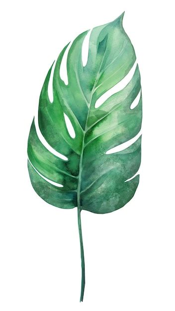 Premium Photo Monstera Green Palm Leaf Tropical Plants Watercolor Botany