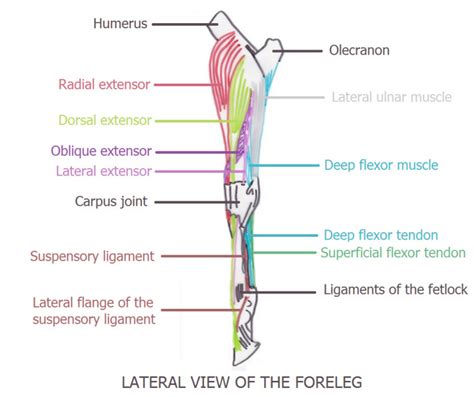 Anatomy of the foreleg part 2: Biomechanic and muscles of the foreleg ...