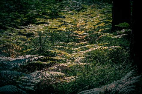 Fern Forest on Behance