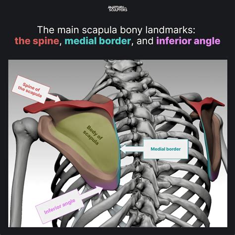 Artstation Scapula Bony Landmarks Anatomy For Sculptors Scapula