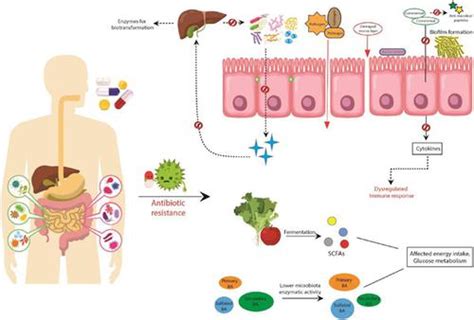 抗生素对人类微生物组的影响及其对宿主健康的影响microbiologyopen X Mol