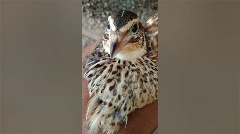 How To Find Male And Female Quails වටු පාලනය Srilankan Quail Farms Youtube