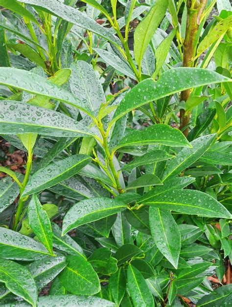 Prunus Laurocerasus Schipkaensis STD Urban Tree Farm Nursery